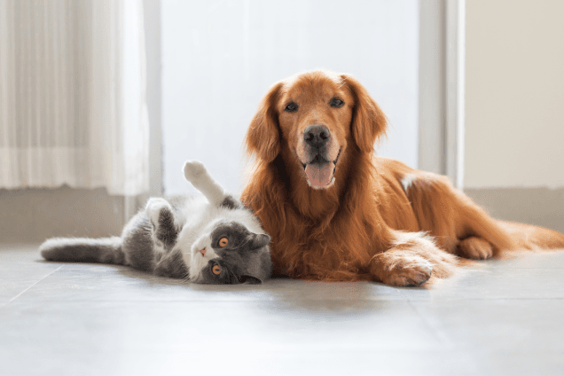 Sam's Club Pet Insurance: A Practical Guide to Coverage Options, Pricing, and Plans for Pet Owners in the USA